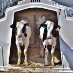 Early Social Housing Boosts Dairy Calf Success Studies