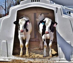 Early Social Housing Boosts Dairy Calf Success Studies