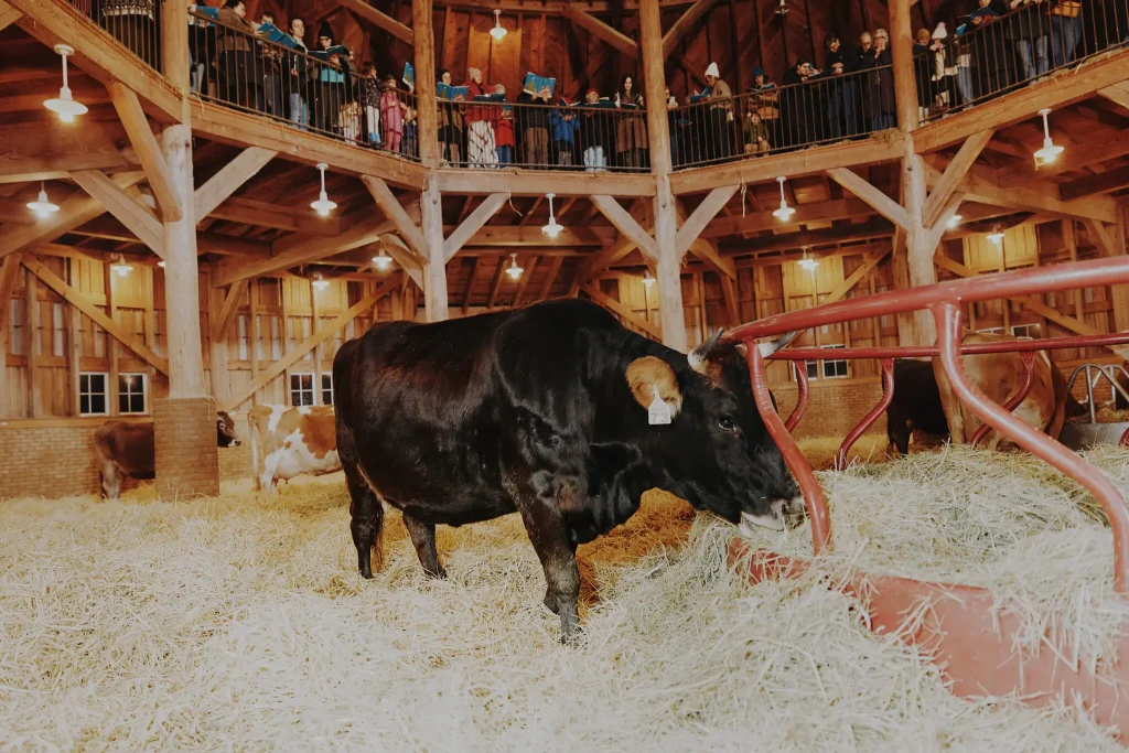 Even Cows Need Some Holiday Cheer