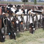 FDA Grants Approval for Replacement Heifer Starter Enhancements