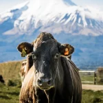 Father Christmas delivers auction gain for dairy farmers