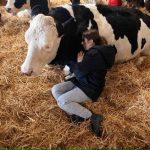 Feeling stressed? This UK dairy farm wants you to cuddle a cow for £50