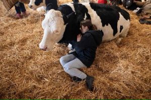 Feeling stressed? This UK dairy farm wants you to cuddle a cow for £50