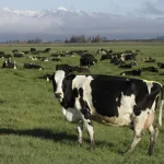 Fonterra’s local margins shrink as dairy cow scarcity grows