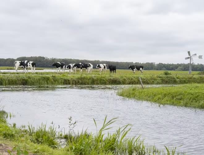 FrieslandCampina guaranteed price farm milk January 2024