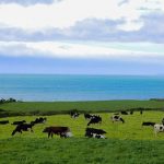 Funding-for-project-looking-at-potential-for-a-new-organic-dairy-co-op-in-Ireland