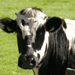 Global dairy market expected to rebound next year