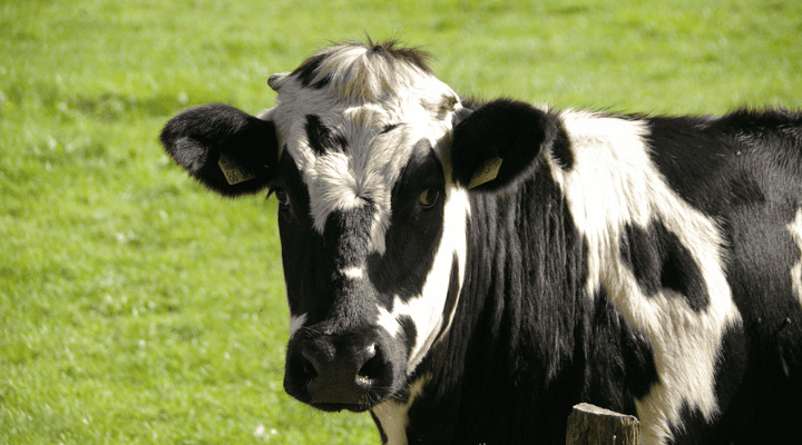 Global dairy market expected to rebound next year