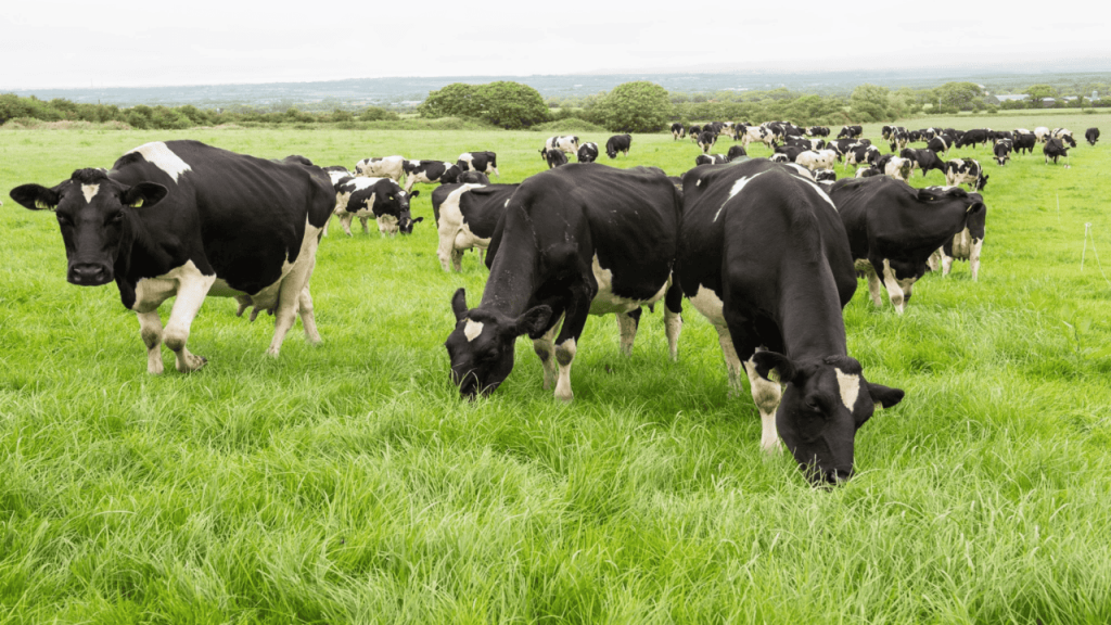 Grass-based production must continue to be focus for Irish dairy