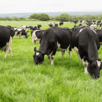 Grass-based production must continue to be focus for Irish dairy