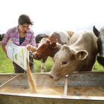 Having a cow over methane conversion into biogas ignores dairy & human poop problem