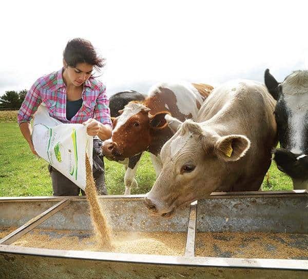 Having a cow over methane conversion into biogas ignores dairy & human poop problem