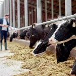 Healthy cows as the foundation of farm success