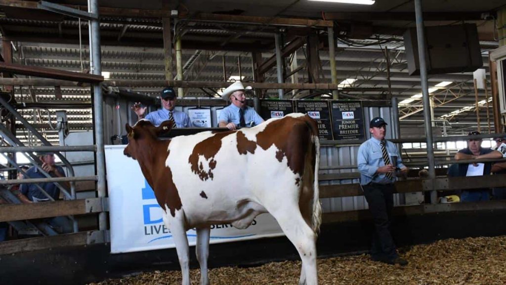 Holstein gems sparkle at sale