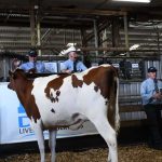 Holstein gems sparkle at sale