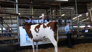 Holstein gems sparkle at sale