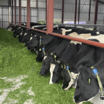 IGA dairy conference to focus on farmers’ strengths