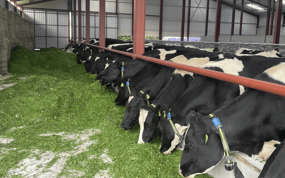 IGA dairy conference to focus on farmers’ strengths