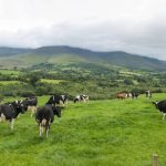 Herd of Friesian cattle grazing beneath the Galtee mountains, Glen of Aherlow in Tipperary. The county has a dairy population of 187,000 which is more than all of Scotland.