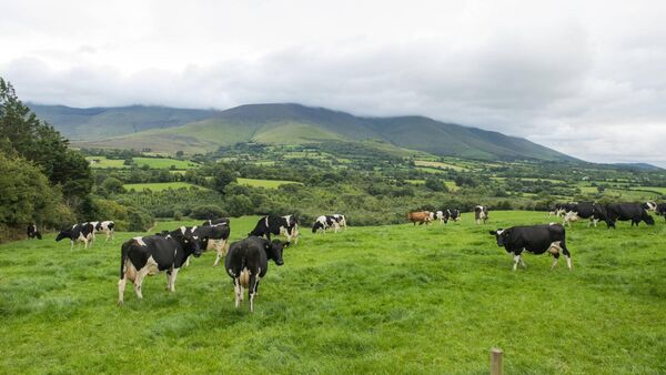 Herd of Friesian cattle grazing beneath the Galtee mountains, Glen of Aherlow in Tipperary. The county has a dairy population of 187,000 which is more than all of Scotland.