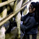 Making dairy farms an easier place to work