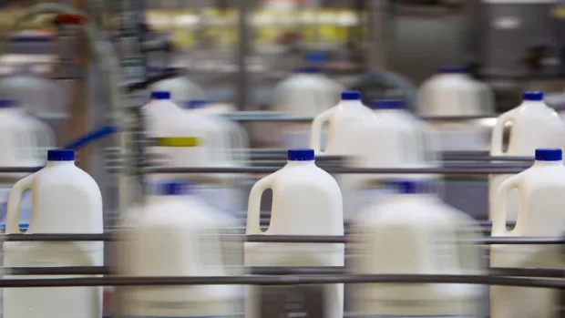 Milk Wars New Zealand’s Milk Collection Skirmishes