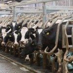 Milk prices turn corner with rises into the new year