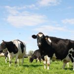 New dairy research gets to the root of soil health