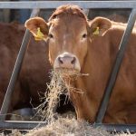 Outlook 2024 Cow numbers fall despite higher beef prices