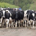 Outlook 2024 Flat milk prices will prompt dairy costs review