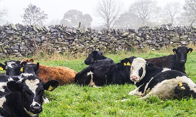 Phosphorus pollution from Northern Ireland farms more than double sustainable level