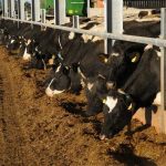 Pre-calving feeding impacts on calf health - latest findings