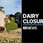 Shrinking dairy industry hits Queensland's farms hard