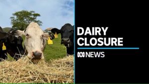 Shrinking dairy industry hits Queensland's farms hard