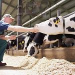 Simple And Sustainable Feeding Dairy Cows This One Ingredient Could Reduce Methane Emissions By Up To Half