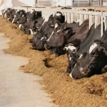 Sluggish Milk Supply Growth and Improving Dairy Prices Expected in 2024