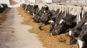 Sluggish Milk Supply Growth and Improving Dairy Prices Expected in 2024