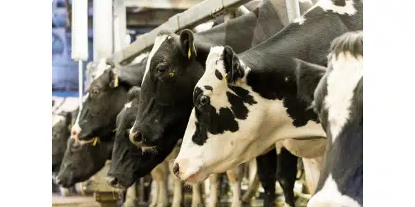 Survey Results Show Dairy Farmers’ Views on Natural Resources, Labor Issues