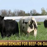 The beef-on-dairy revolution is a crossroads of opportunity for cattle producers