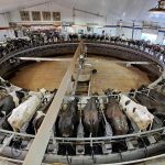 U.S. Milk Production Report Illustrates 44,000 Fewer Cows Year-Over-Year