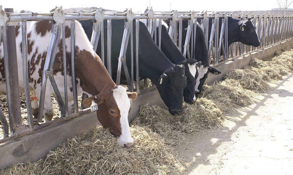 U.S. dairy producers slow cow slaughter