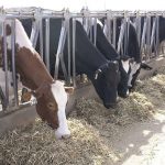 U.S. dairy producers slow cow slaughter