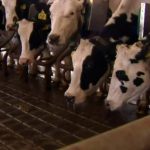 UNCERTAINTY Minnesota dairy farmers face challenges under 'Bidenomics