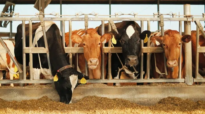 USDA to Measure Northeastern Milk Production