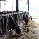 Using the latest USDA Dairy Projections to plan for 2024