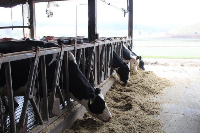 Using the latest USDA Dairy Projections to plan for 2024