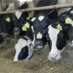 Wis. dairy farmer recognized for milk quality, animal well-being