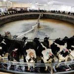 Wisconsin bucks national drop in milk production