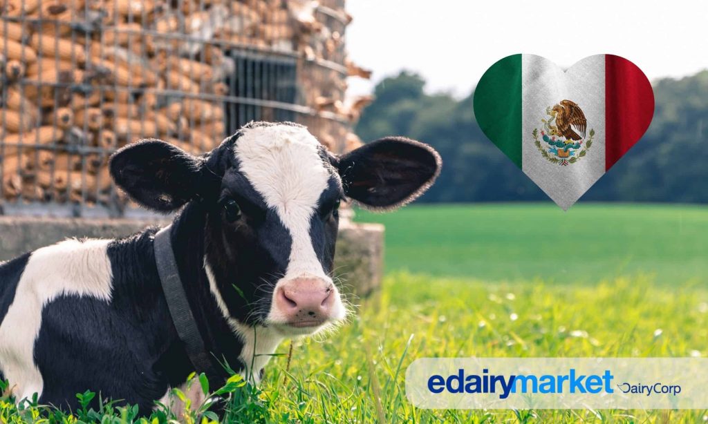 The Liquid Gold of Mexico! Get to Know the Cattle Breeds That Are Transforming the Dairy Industry