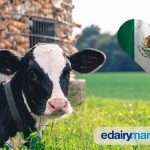 The Liquid Gold of Mexico! Get to Know the Cattle Breeds That Are Transforming the Dairy Industry